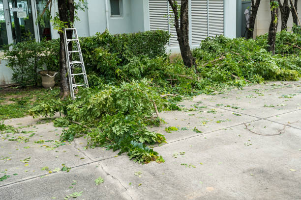 How Our Tree Care Process Works  in  Vassar, MI